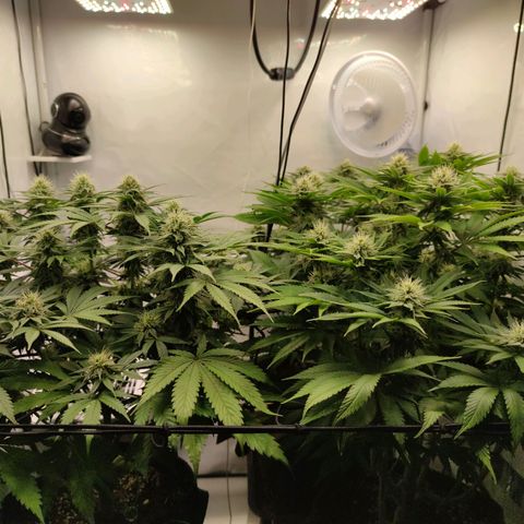 Runtz growlog timeline photo