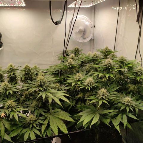 Runtz growlog timeline photo