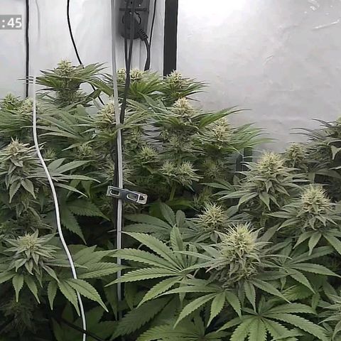 Runtz growlog timeline photo