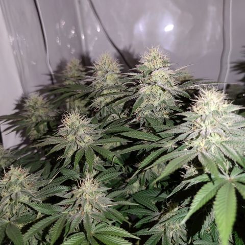 Runtz growlog timeline photo