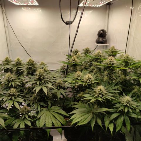 Runtz growlog timeline photo