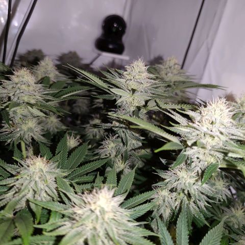 Runtz growlog timeline photo
