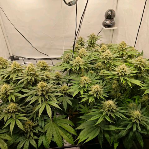 Runtz growlog timeline photo