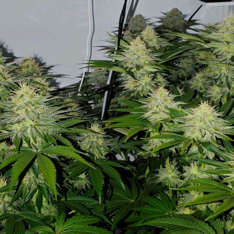Runtz growlog timeline photo