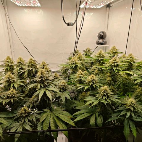 Runtz growlog timeline photo