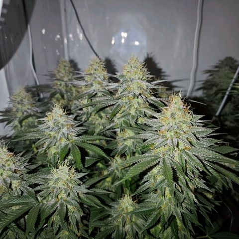 Runtz growlog timeline photo