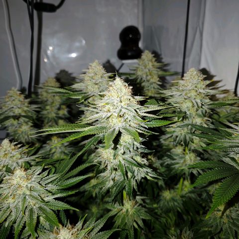Runtz growlog timeline photo