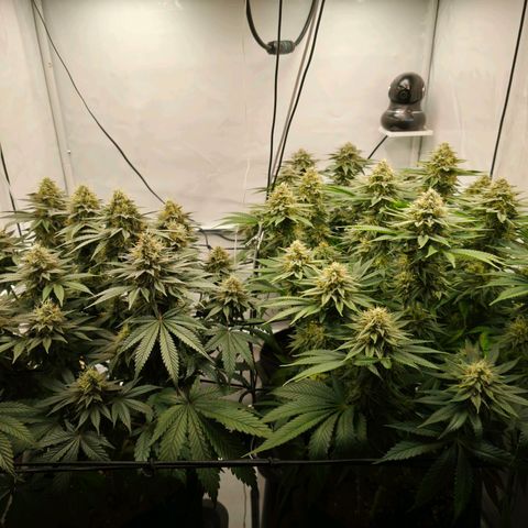 Runtz growlog timeline photo