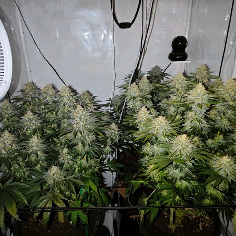 Runtz growlog timeline photo