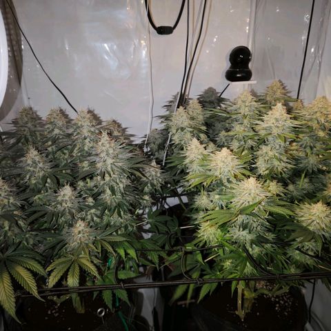 Runtz growlog timeline photo
