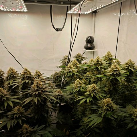 Runtz growlog timeline photo