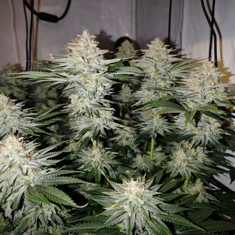 Runtz growlog timeline photo