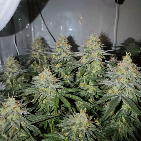 Runtz growlog timeline photo