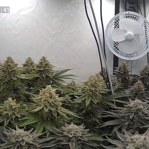 Runtz growlog timeline photo
