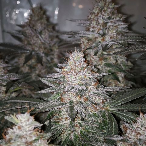 Runtz growlog timeline photo
