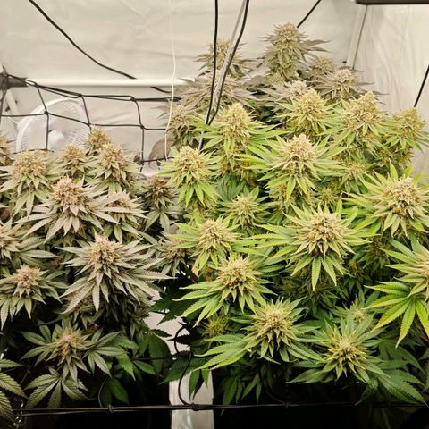 Runtz growlog timeline photo