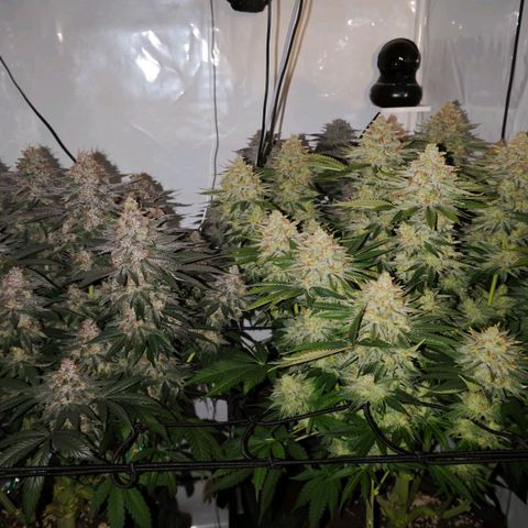 Runtz growlog timeline photo