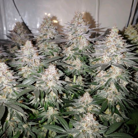 Runtz growlog timeline photo
