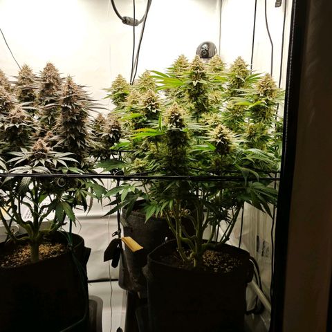 Runtz growlog timeline photo
