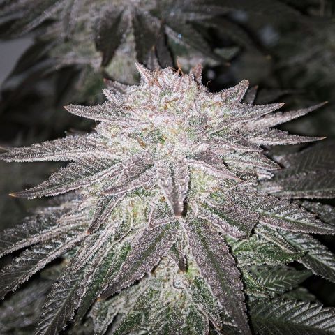 Runtz growlog timeline photo