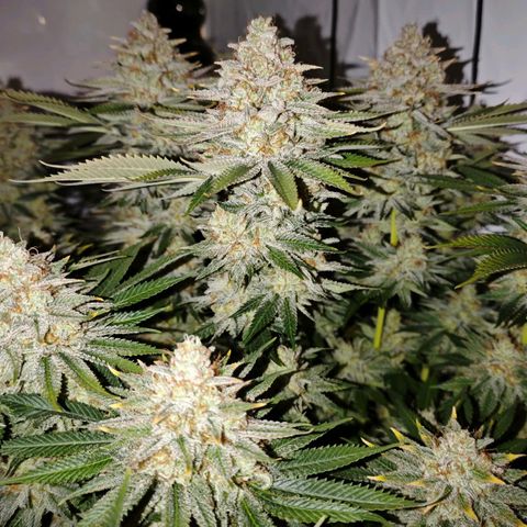 Runtz growlog timeline photo
