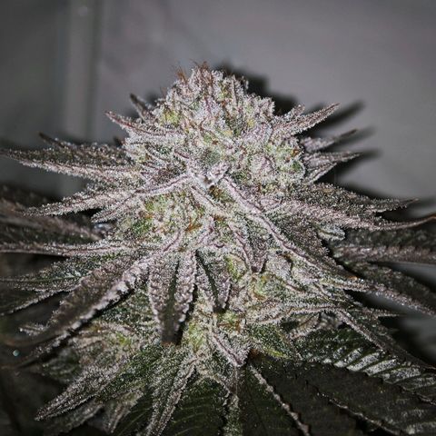 Runtz growlog timeline photo