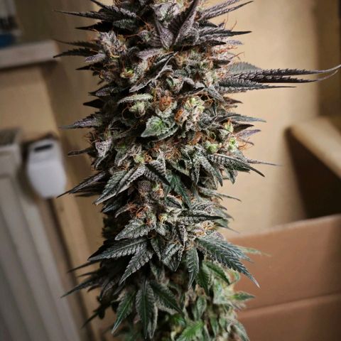 Runtz growlog timeline photo