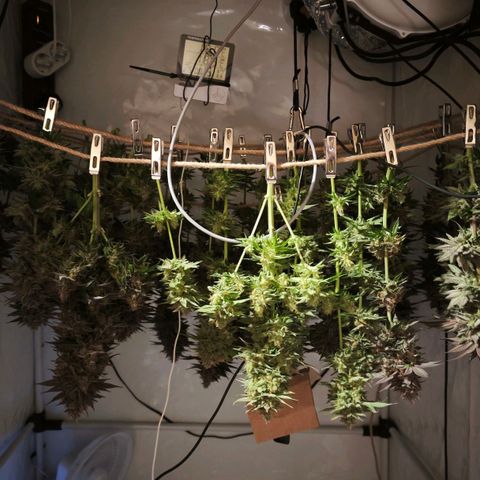 Runtz growlog timeline photo