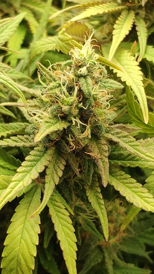 Black Cherry Punch growlog header