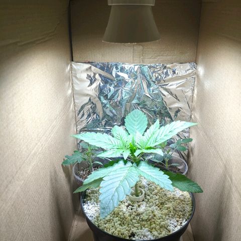 Black Cherry Punch growlog photo