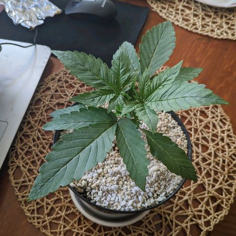 Black Cherry Punch growlog photo
