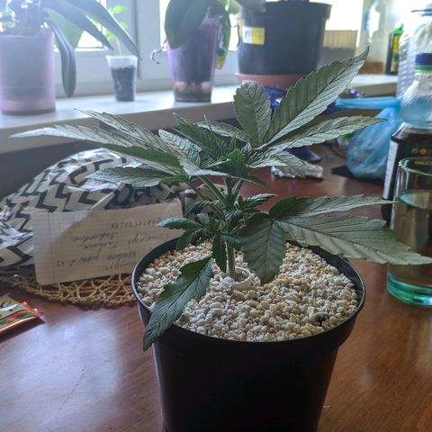 Black Cherry Punch growlog photo