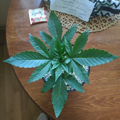 Black Cherry Punch growlog photo