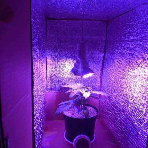 Black Cherry Punch growlog timeline photo