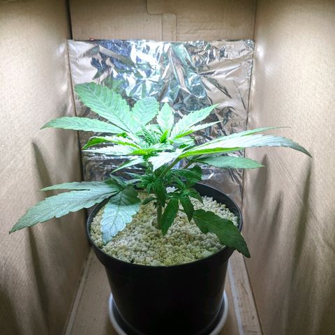 Black Cherry Punch growlog photo