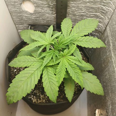 Black Cherry Punch growlog timeline photo