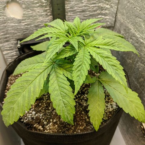Black Cherry Punch growlog timeline photo