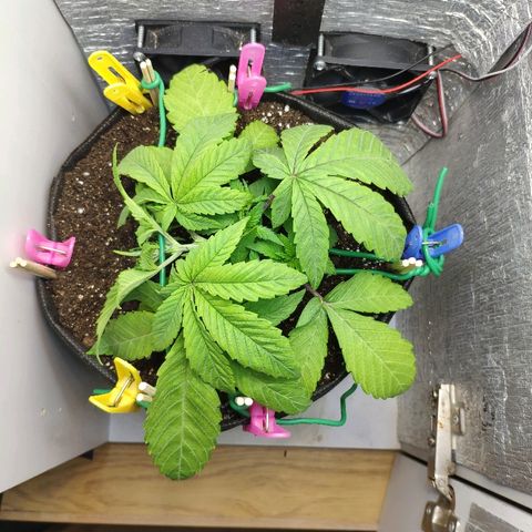 Black Cherry Punch growlog photo: 1 день lst