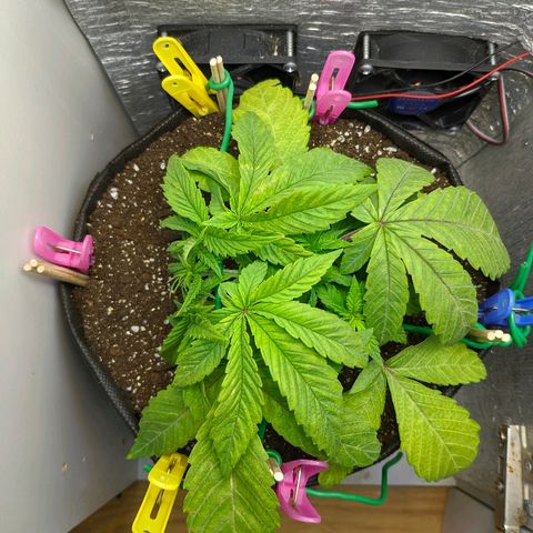 Black Cherry Punch growlog photo: Lst2