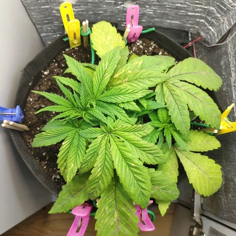 Black Cherry Punch growlog timeline photo