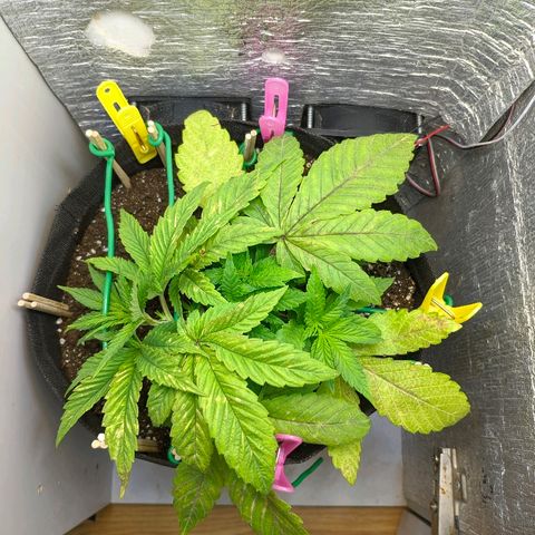 Black Cherry Punch growlog timeline photo