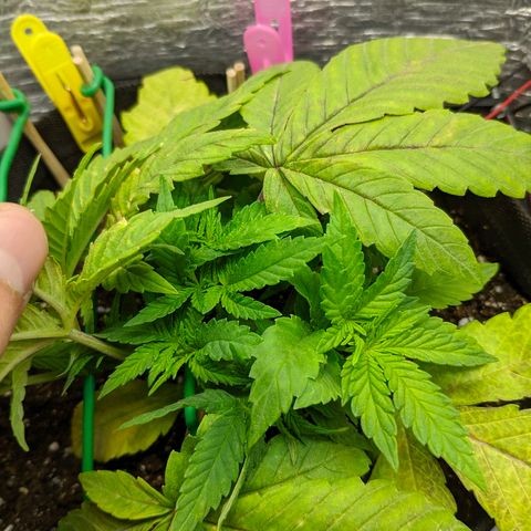Black Cherry Punch growlog timeline photo