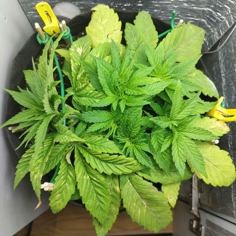 Black Cherry Punch growlog timeline photo