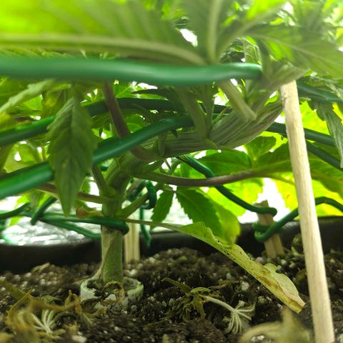 Black Cherry Punch growlog timeline photo