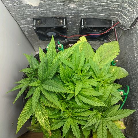 Black Cherry Punch growlog timeline photo