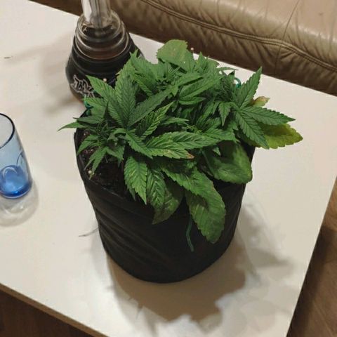 Black Cherry Punch growlog timeline photo
