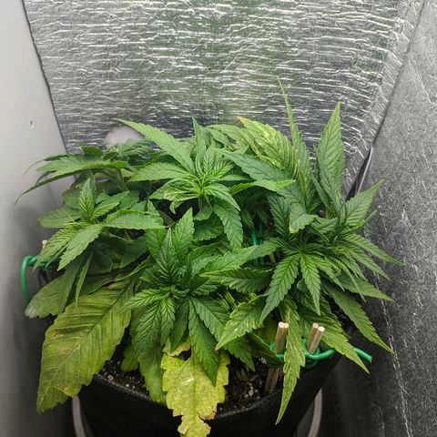 Black Cherry Punch growlog timeline photo