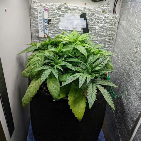 Black Cherry Punch growlog timeline photo
