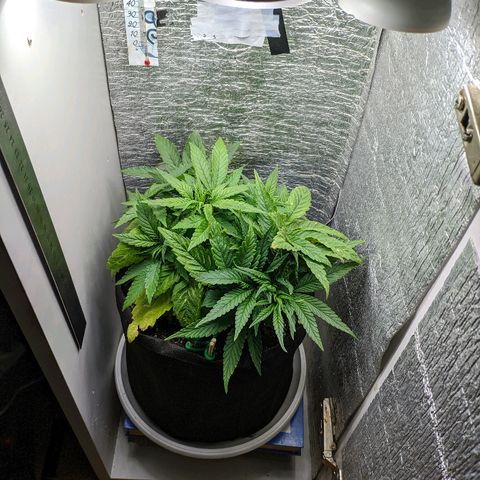 Black Cherry Punch growlog timeline photo