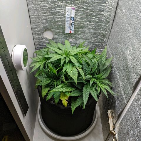 Black Cherry Punch growlog photo: 12см